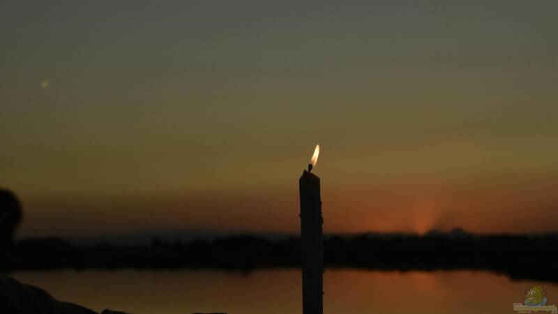 Der Teich bei Nacht - Wer kommt, wenn es dunkel wird?