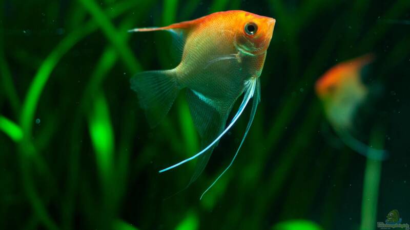 Die Größe der Fische passt sich dem Aquarium an: Ein falscher Mythos