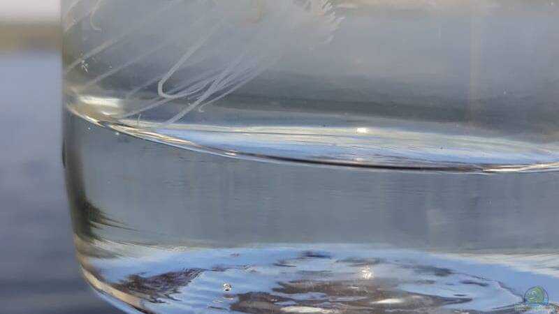 Quallen im Gartenteich: Ein ungewöhnlicher, aber natürlicher Gast