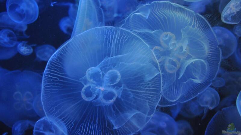 Die Lebenszyklen der Quallen: Medusen und ihre Lebensdauer
