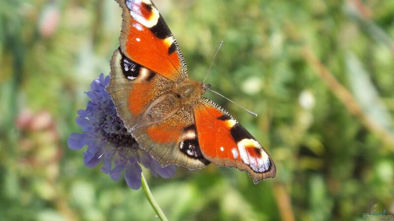 Brennnesseln: Wieso sind sie so wichtig für das Tagpfauenauge?