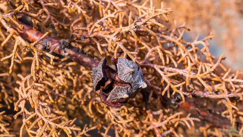 So hältst du deine Thujahecke gesund: Krankheiten am besten vermeiden