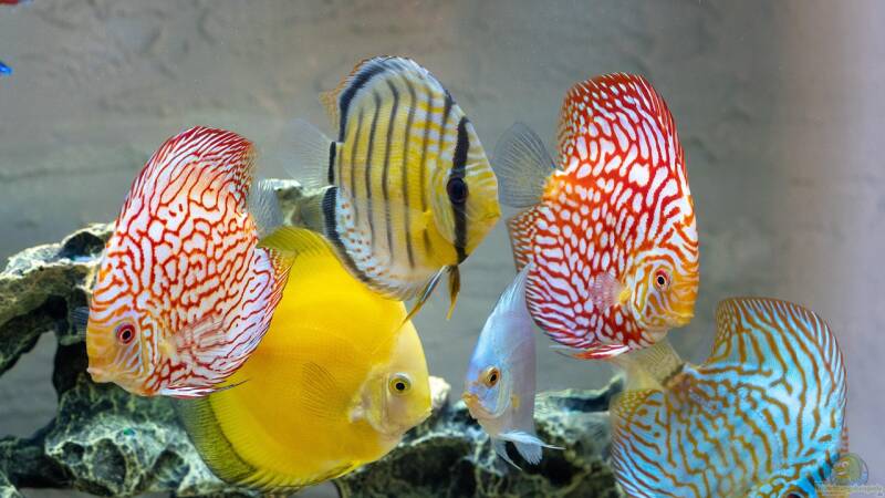 Das richtige Futter für Diskusfische – Warum Rinderherz keine Option sein sollte