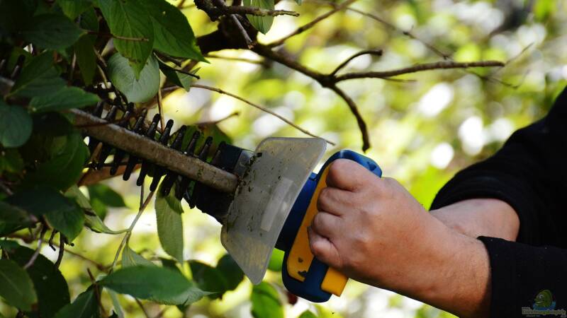Begriffe erklärt: Was ist der Erziehungsschnitt?