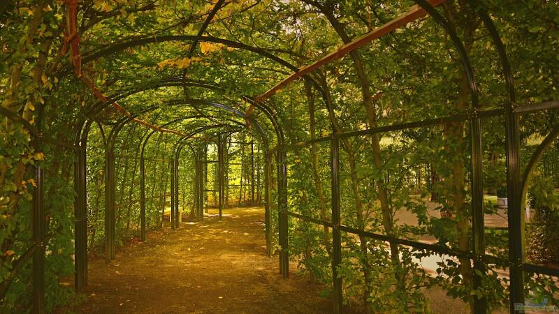 Das sind die beliebtesten Heckenpflanzen bei deutschen Gartenliebhabern