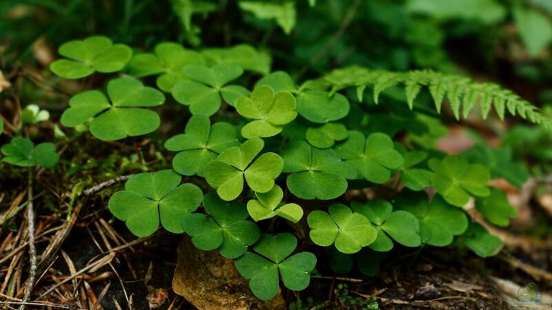 Für Gartenliebhaber oft nur Unkraut: Der Klee