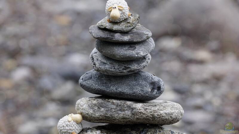 Wie Aquaristik, Terraristik, Teich- und Gartenpflege dir helfen, Körper und Geist in Einklang zu bringen