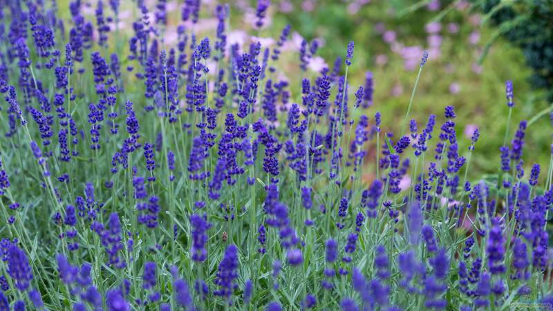 Der Pflanzenplan für deinen eigenen Duftgarten: So erschaffst du eine duftende Oase