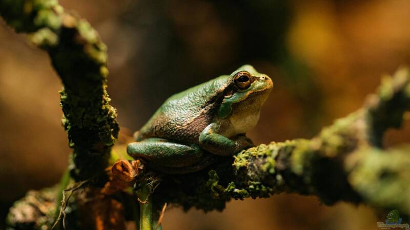 Was tun, wenn es im Terrarium zu heiß wird?