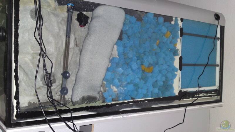 So oft muss man den Rückwandfilter von Aquarienkontor reinigen