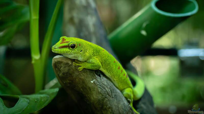Beschäftigungsmöglichkeiten für Geckos im Terrarium von Tom