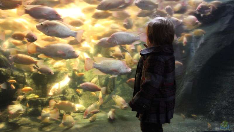 Eignen sich Fische für Kinder wirklich als Haustier? 