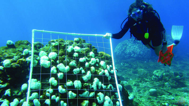 Kranke Riffe: Wie die Korallenbleiche ein Ökosystem bedroht