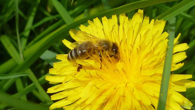 Die Natur in den Garten holen: Bienen selbst halten