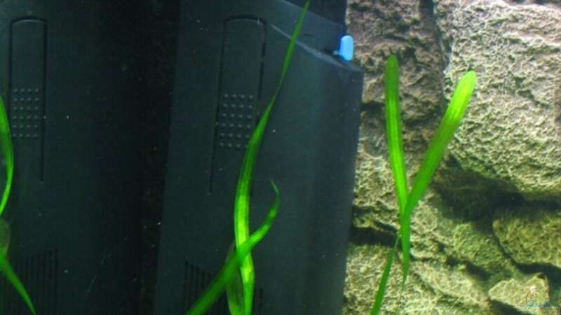 Probleme mit Fluval Innenfilter im Aquarium