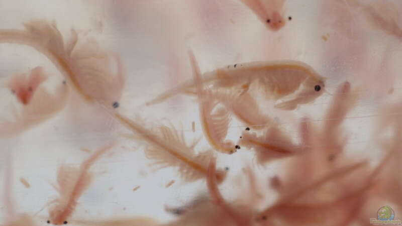 Urzeitkrebse aus der Zeitschrift YPS: Artemia salina