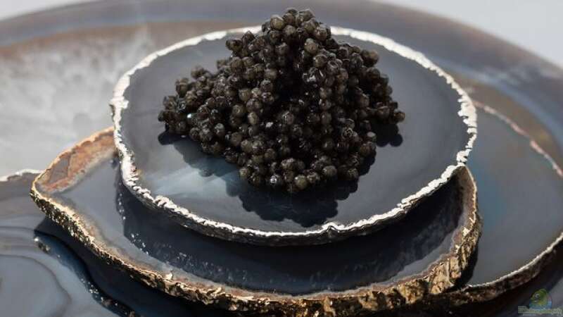 Fische als Luxus-Nahrungsquelle: Der Kaviar