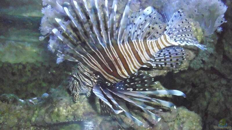 Toxische Schönheiten im Aquarium: Die Kunst der artgerechten Haltung von giftigen Salzwasserfischen