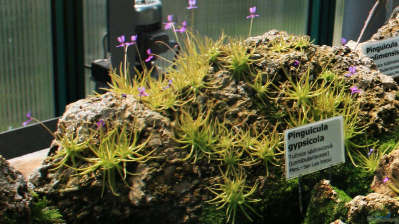 Geeignete heimische fleischfressende Pflanzen im Terrarium