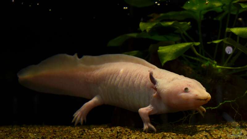 Achtung - Auch ein Axolotl kann krank werden!
