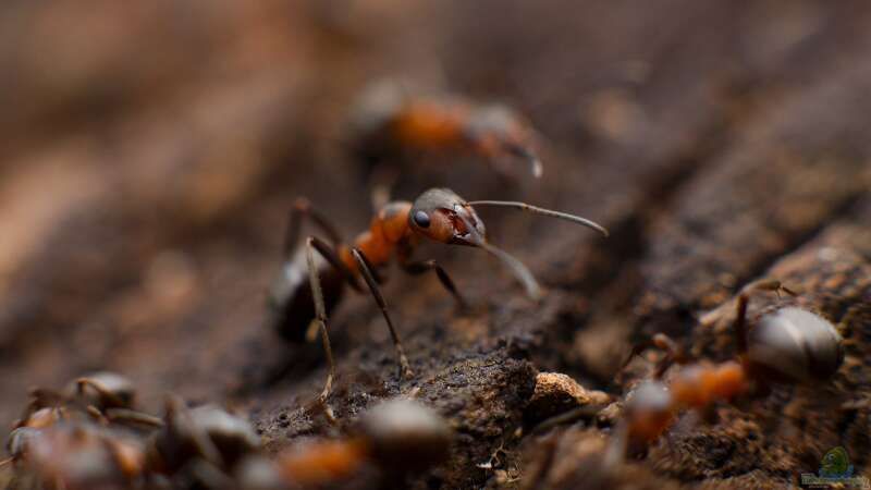 Kleine Krabbler im Fokus: Die Ameisenfarm