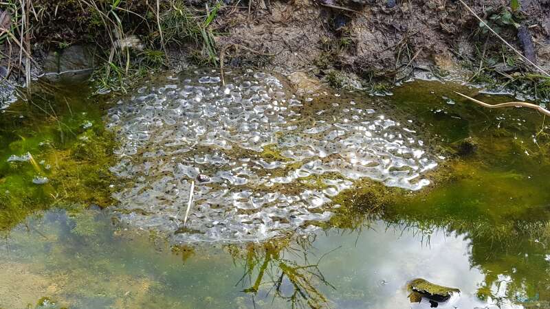 Algen im Teich: Ursachen, Probleme und Lösungen