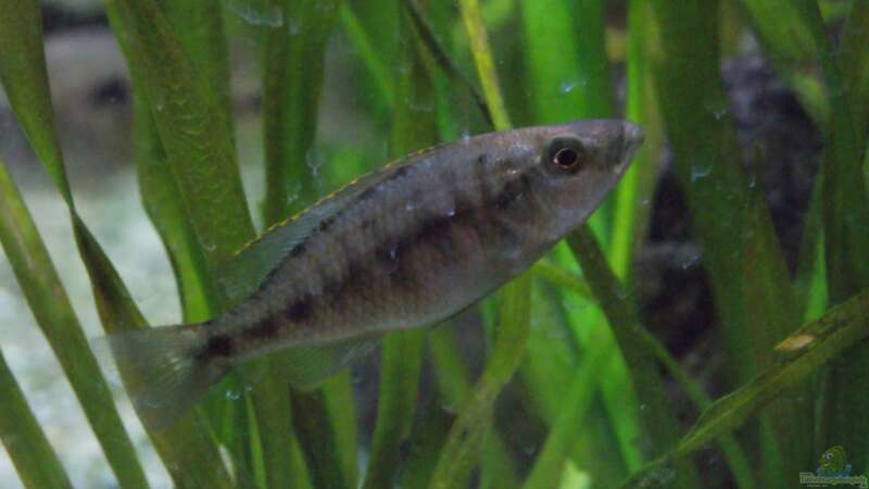 Einzige überlebende Nachzucht seit 3 Jahren: Dimidiochromis compressiceps von Tom (21)