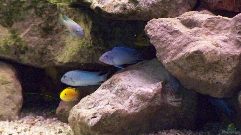 Aquarium Becken 10002 von Andy Hurm (6)
