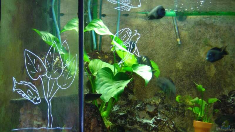 Mein erstes Aquarium in Mo von Tanga italiana (3)