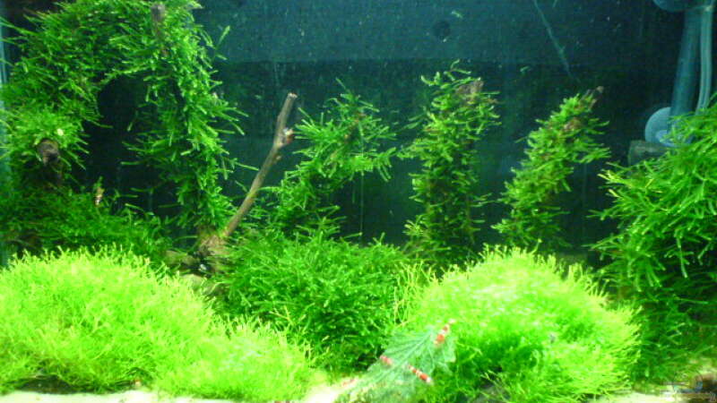 Pflanzen im Aquarium Becken 10012 von lippe (3)