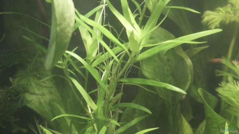Trugkölbchen - Heteranthera zosterifolia  von Dschinn (38)