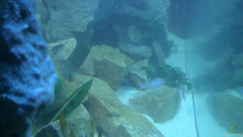 Aquarium Becken 10047 von Tropicmarin (6)