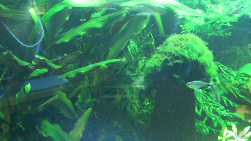 Pflanzen im Aquarium Becken 1011 von Mirko Ritter (10)