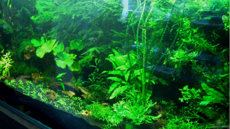 Pflanzen im Aquarium Becken 1011 von Mirko Ritter (5)