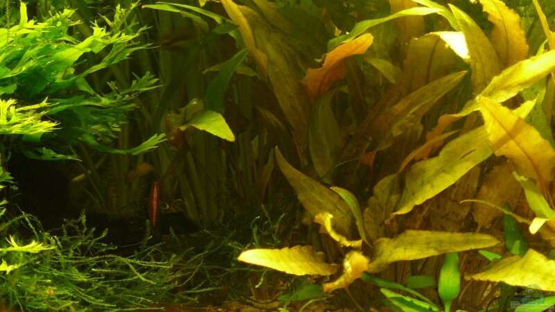 Pflanzen im Aquarium 54 Liter von A. G. (13)