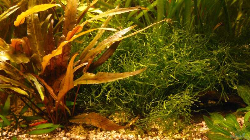 Pflanzen im Aquarium 54 Liter von A. G. (17)