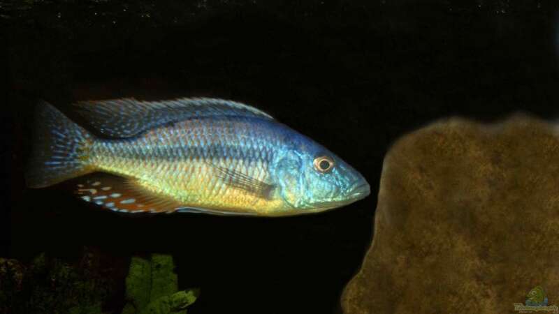 Dimidiochromis strigatus von Helgo Jacob (24)
