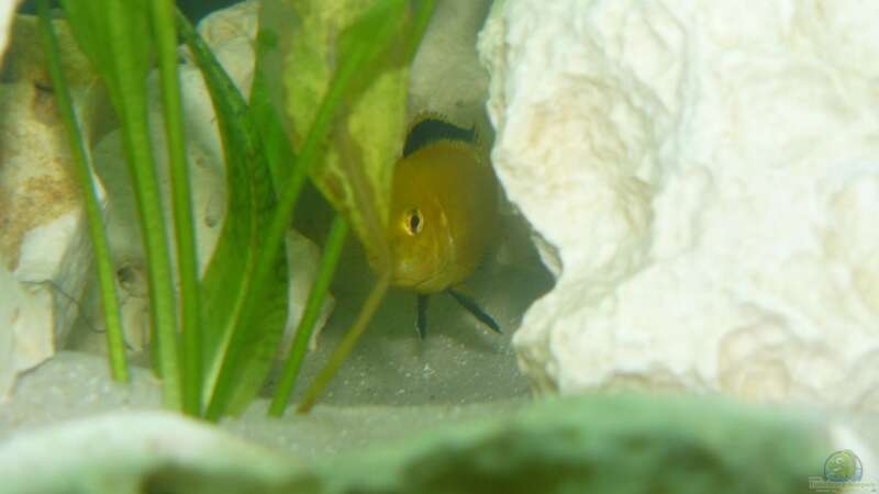 Labidochromis yellow von wundi82 (6)