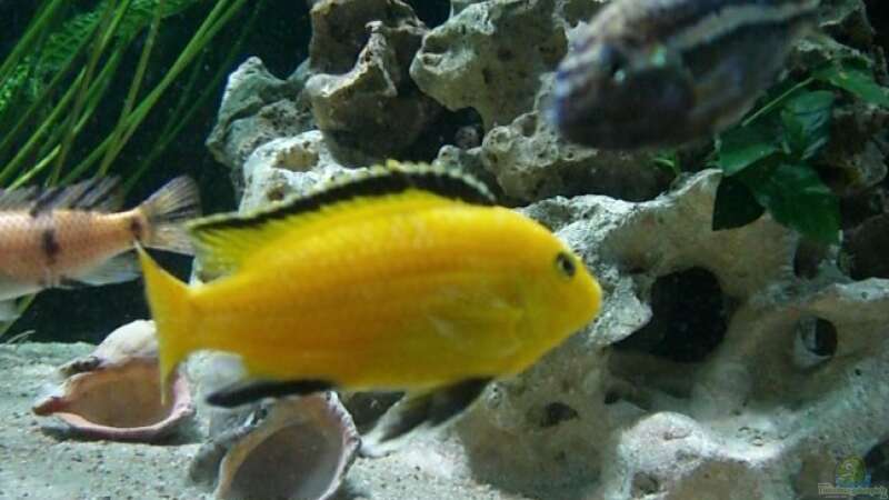 Labidochromis caeruleus yellow Bock von Rainer Klettke (20)