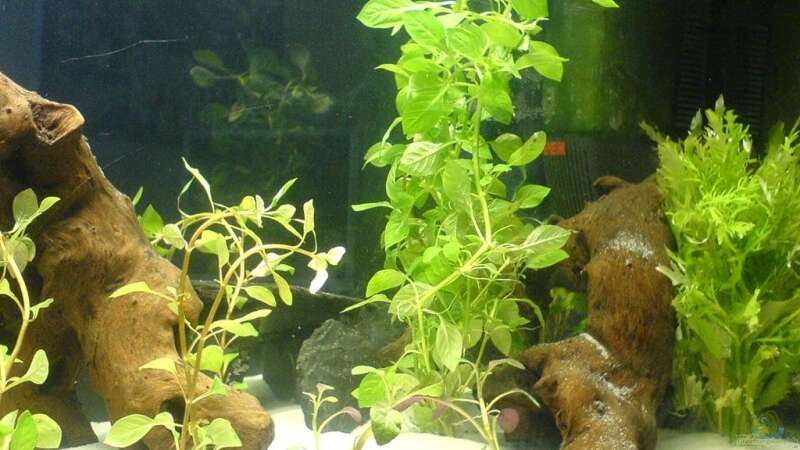 Pflanzen im Aquarium Becken 10475 von Oli (6)