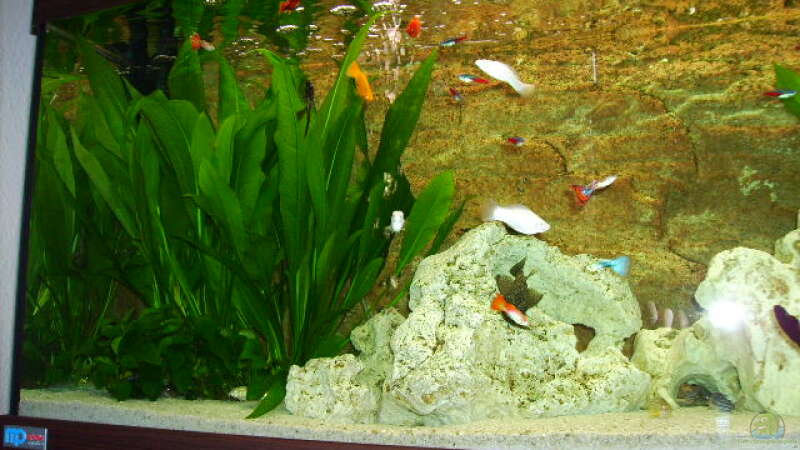 Aquarium Becken 10481 von sassi259 (3)