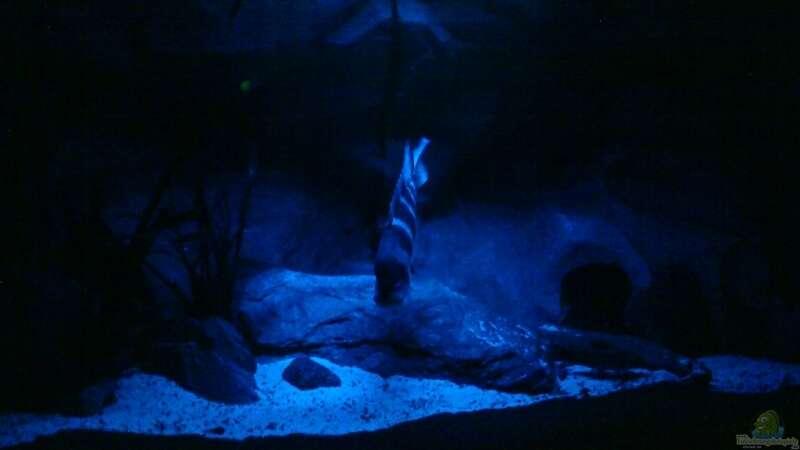 Aquarium Mein Tanganjika (nur noch als Beispiel) von stonis-home (5)