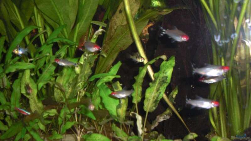 Rotkopfsalmler, dazwischen kleine Schmettis von Amazonasbecken.eu (19)