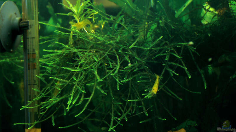 Aquarien mit Taxiphyllum barbieri (Javamoos)  - Taxiphyllum-barbieri-slnkaquarium