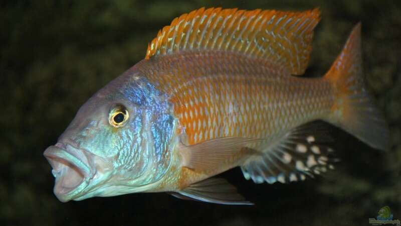 Einrichtungsbeispiele für die Haltung von Buccochromis rhoadesii im Aquarium  - Buccochromis-rhoadesiiaquarium