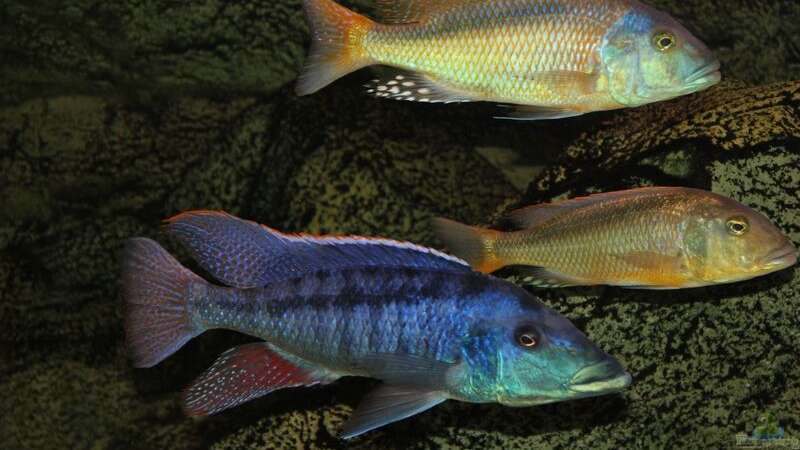 Einrichtungsbeispiele für Aquarien mit Buccochromis-Arten aus dem Malawisee  - Buccochromisaquarium