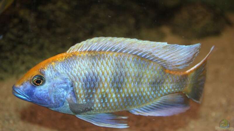 Nimbochromis Venustus von Wietze Bron (133)