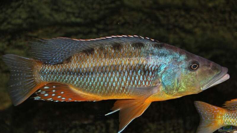 Tyrannochromis Maculiceps von Wietze Bron (137)