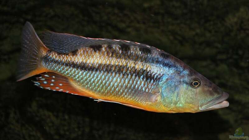 Tyrannochromis Maculiceps von Wietze Bron (139)