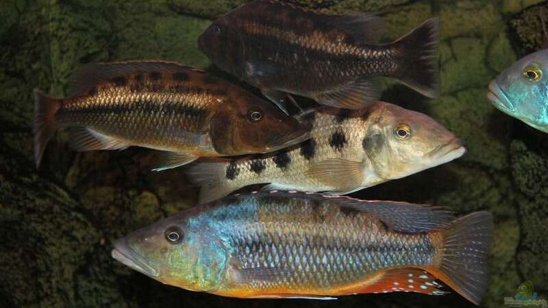 Einrichtungsbeispiele für die Haltung von Tyrannochromis maculiceps im Aquarium  - Tyrannochromis-maculicepsaquarium